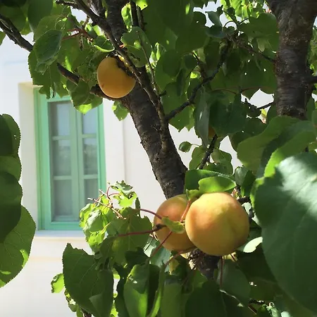 Maison d'hôtes Lemonia -