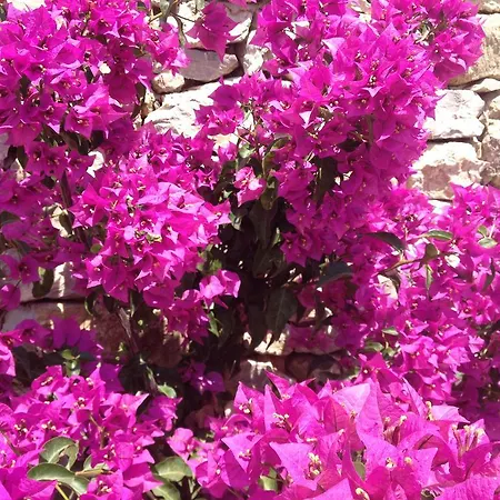 Maison d'hôtes Lemonia - 4*